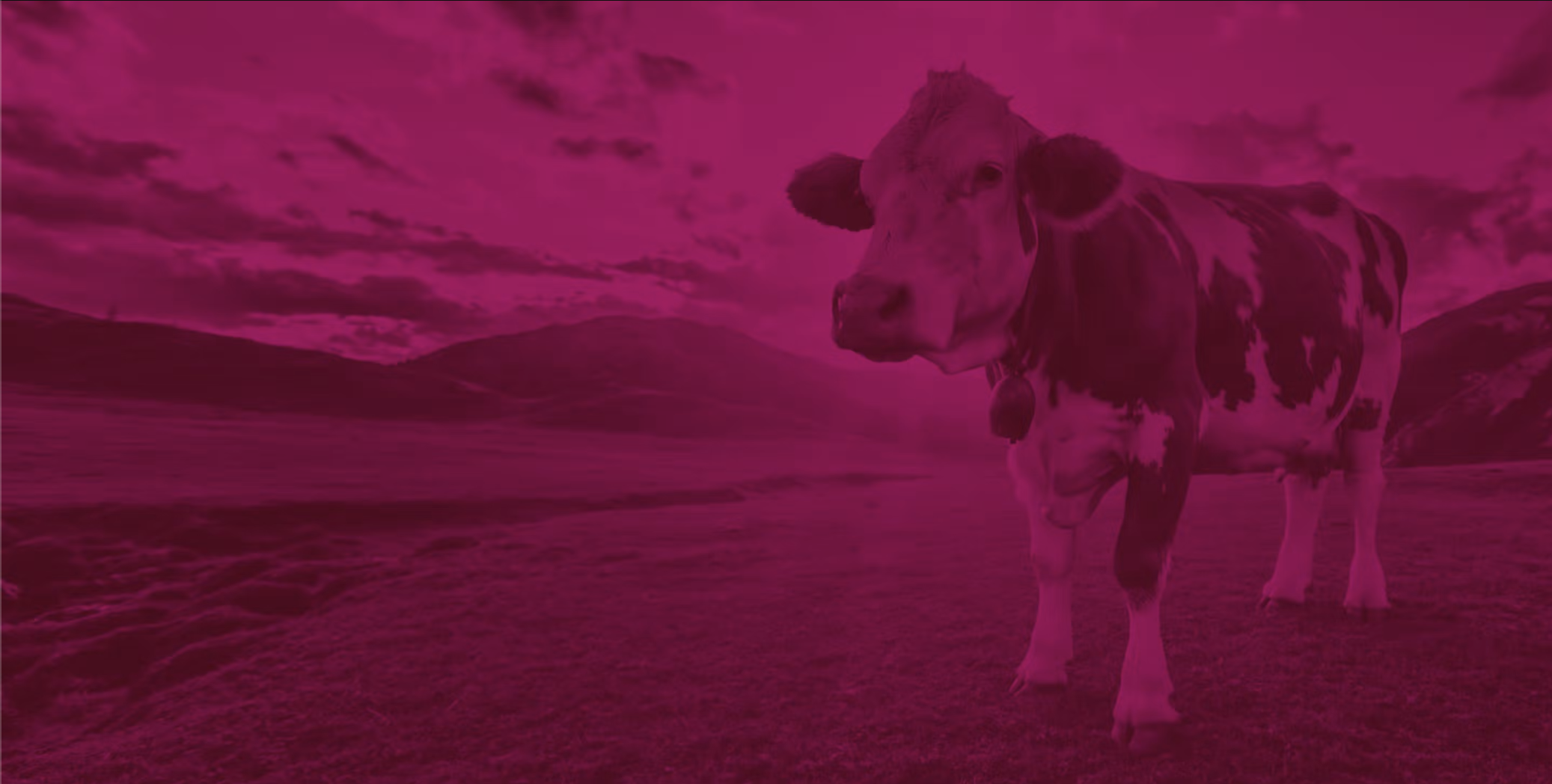 dayshape-cow-corner
